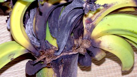 A banán fuzáriumos hervadásának proteomikai vizsgálata