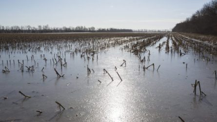 Belvíz: oda az őszi vetésű gabona Makó térségében