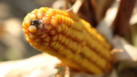 Precíziós szemléletű kukoricatermesztés Belvárdgyulán (Felhasználói interjú)