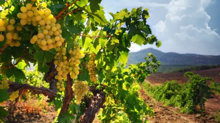 Újra igényelhető támogatás szőlőültetvények szerkezetátalakítására