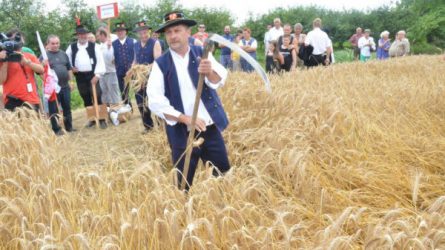 Hoffer traktoros aratófesztivál lesz Ópályiban