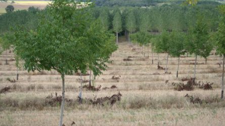 Fókuszban az agrár-erdészet III. – Az agroerdészet reneszánsza Franciaországban - avagy a klímaváltozás oka a szántás?