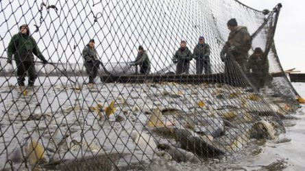 11 tonna hal illegális telepítését tárta fel a Nébih