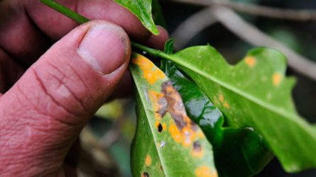 Parazita gombákkal a kávérozsda ellen