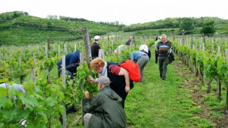 BASF szőlő start Szekszárdon