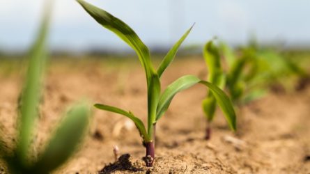 Megjelent az új agrár-környezetgazdálkodási pályázat