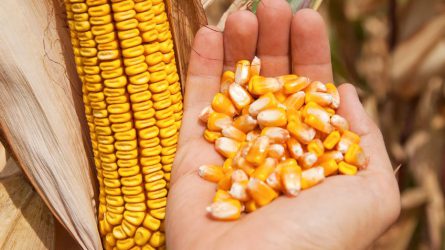 A koronavírus miatti aggodalmak vegyes hatásokkal jártak a gabonapiacokon