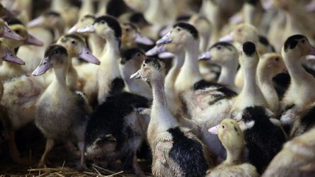 Madárinfluenza - Az elmúlt órák hírei egy helyen