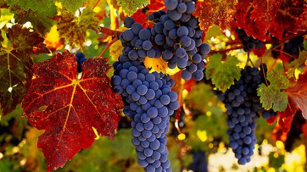 Czerván: a szőlőültetvények telepítése stratégiai fontosságú