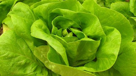 A fejes saláta és a kínai kel „téli betegsége”