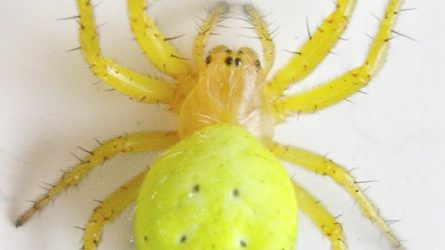 Pókok (Araneae) szerepe és jelentősége a biológiai növényvédelem területén, különös tekintettel a gyümölcsültetvényekre