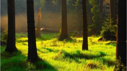 Erdészeti albizottság: telepítésre ösztönöz az erdőtörvény módosítása