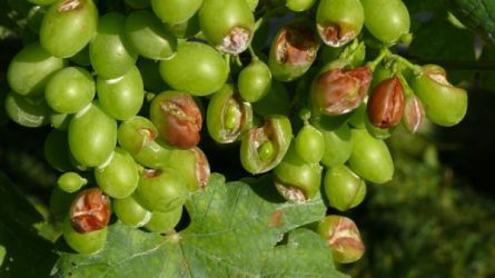 Visszatekintés  - A szőlő növényvédelmi helyzete 2016-ban