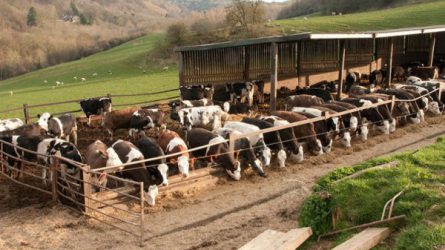Központi szerep jut az állattenyésztési ágazat fejlesztésének