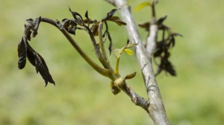 Komoly károkat okozott a fagy a gyümölcsösökben