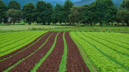 A "zöldítés" hatása a mezőgazdasági kibocsátás alakulására