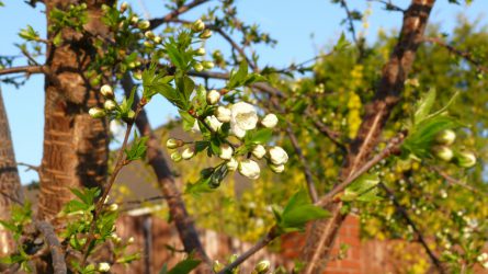 Növényvédelmi előrejelzés: Torlódó kora tavaszi munkák