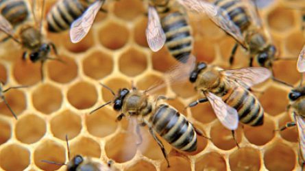 Február 20-ától újra igényelhető méhészeti támogatás