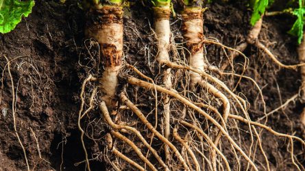 RAPOOL-repcék Root Power csávázással – még erősebb gyökerekkel