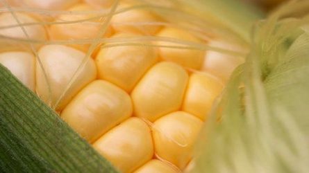 A jó terméskilátások miatt csökken a kukorica ára