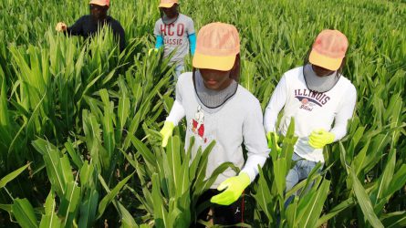 Nehezen találnak új munkaerőt az agrárvállalatok
