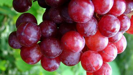 Növekszik a kereslet a magnélküli csemegeszőlő iránt