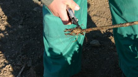 Tudatos gombafertőzés a szőlőültetvényekben: a mikorrhiza oltás
