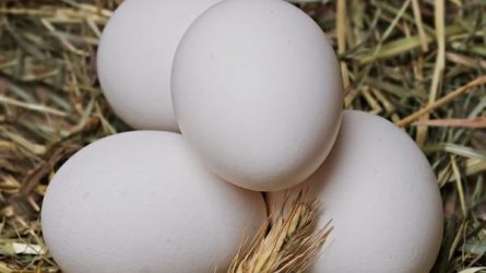 Magyarországra is érkezett szennyezett tojás és tojástermék