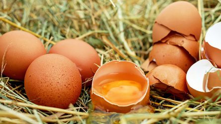 15 tojáspiaci cég fipronilmentes - itt a lista!