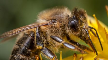 A méhészek helyzetéről tárgyal az EU - magyar kezdeményezésre