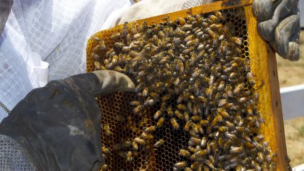 A méhpusztulás ellenére jó évet zárnak a méhészek