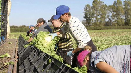 Albán mezőgazdasági idénymunkások érkezhetnek Görögországba