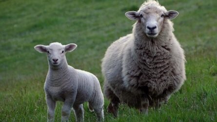 Elfogadta az Európai Parlament a juh és kecske ágazatról szóló jelentést