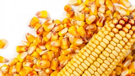 A sokoldalú kalcium: érdemes-e kukoricának adni?