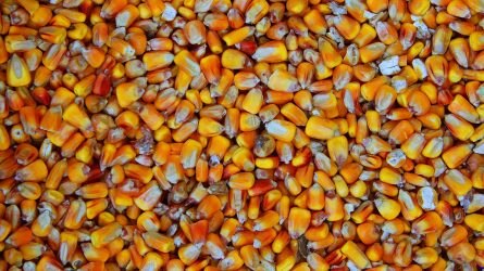Magyarországon is vásárolható sivatagban tesztelt szárazságtűrő kukorica