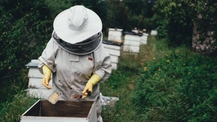 Fontos a tömeges méhpusztulások felderítéséhez kapcsolódó adatszolgáltatás teljesítése!