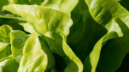 A belföldi fejes saláta termelői ára 15 százalékkal csökkent