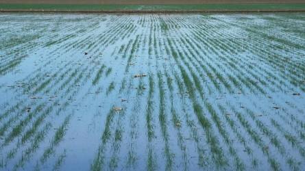 Idén is árvíz fenyegeti a mezőgazdaságot Amerikában