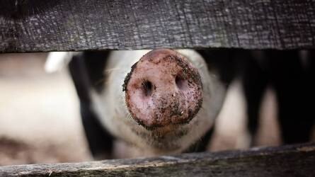 Ukrajna lazított a magyar sertéshús beviteli tilalmon