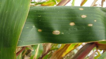 A kukorica gombás betegségei és ellenük való védekezés