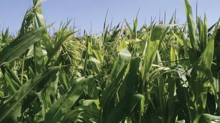 Kukorica, a takarmánygyártók szemszögéből