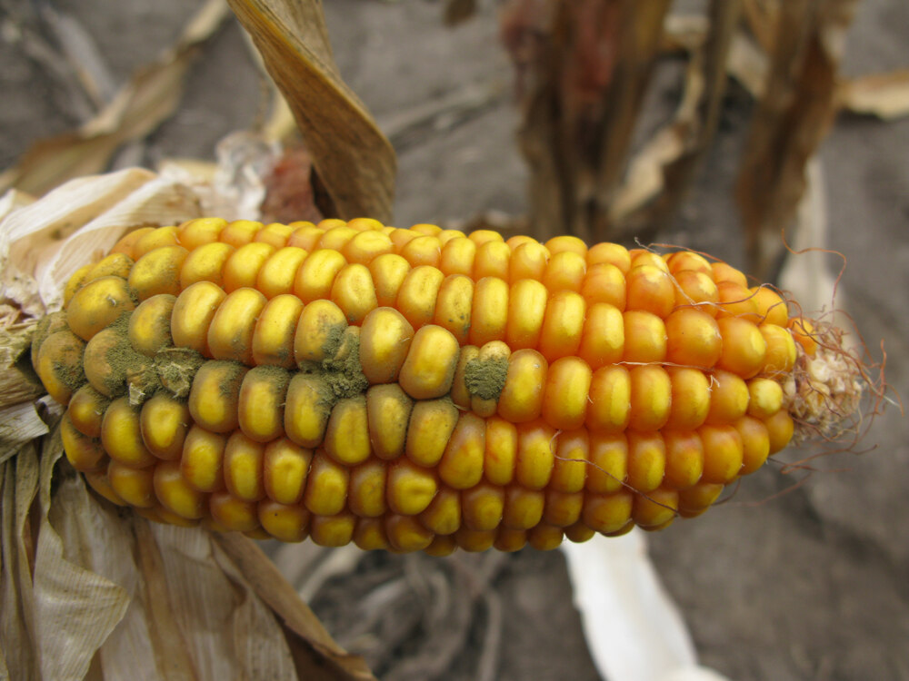 a kezelés száraz kukorica az ujjai cukorbetegség