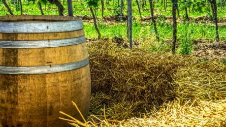 A jobb minőségű borok előállításának kulcsa a szerkezetátalakítás lehet