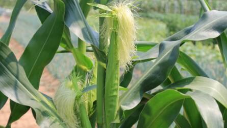 Hamisított kukorica gyomirtó szer került a piacra
