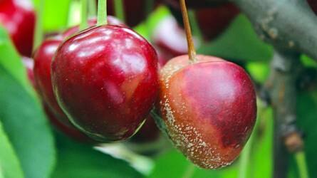A meggy- és a cseresznyeterméseket a gyümölcsmonília tizedeli