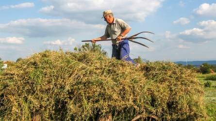 Enyhén nőtt a mezőgazdaságban dolgozók száma