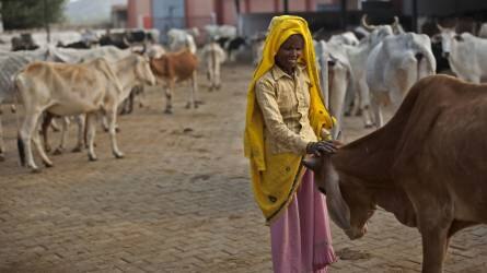 Bill Gates egy mobilalkalmazáson keresztül támogatja az indiai tejtermelést
