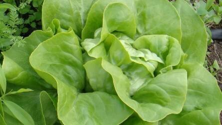 Baby leaf saláták jelentősége termesztői szemmel