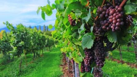 Kiemelt támogatásokat kap a hazai borágazat