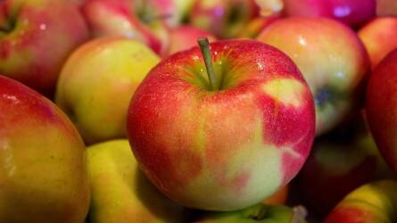 Sok lesz az alma, ha így metszik meg a fát - Az alma szakszerű metszése (I. rész - karcsú orsó)